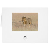 Lion walking cards (Back Horizontal)