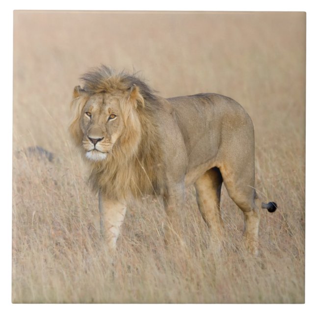 Lion walking ceramic tile (Front)