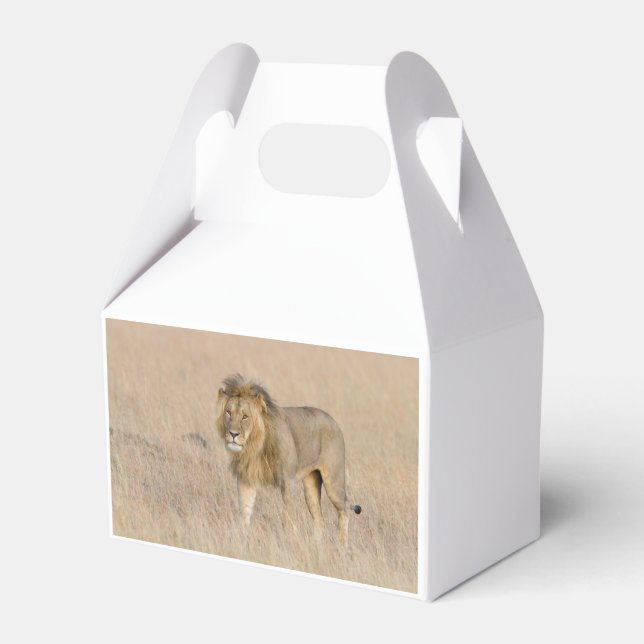 Lion walking favor boxes (Back Side)