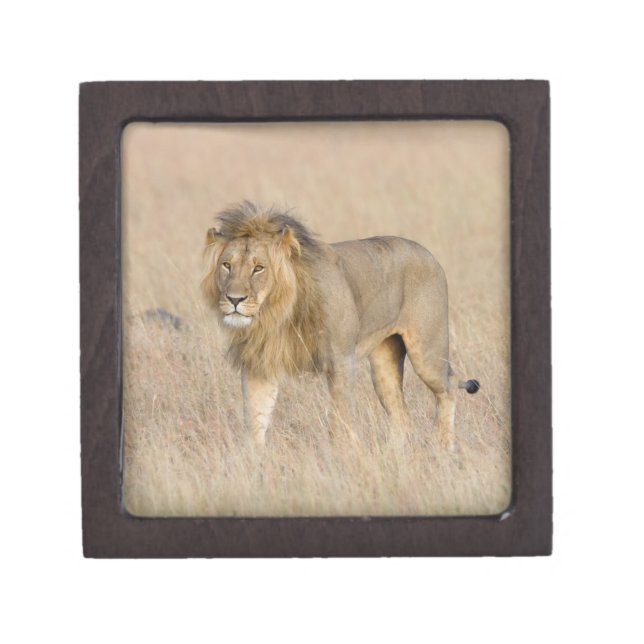 Lion walking gift box (Front)