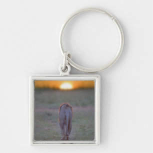 Lion walking keychain