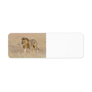 Lion walking label