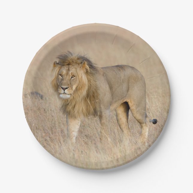 Lion walking paper plates (Front)