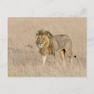 Lion walking postcard