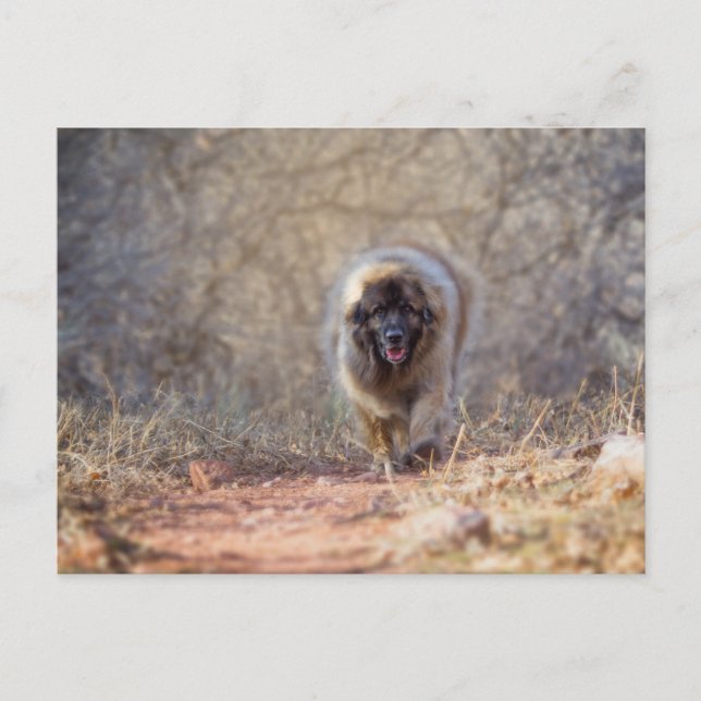 Lion walking postcard (Front)