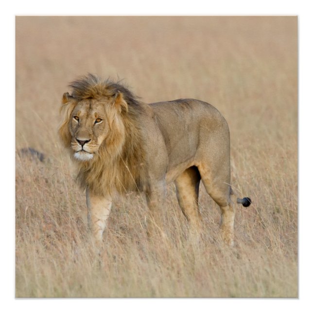 Lion walking poster (Front)