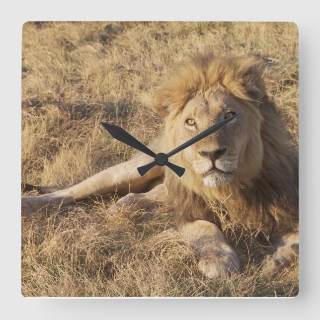 Lion Wall Clock (Front)