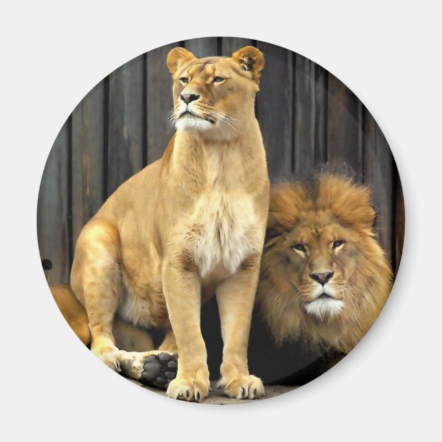 Lion - Why are you sitting on Me? Magnet (Front)