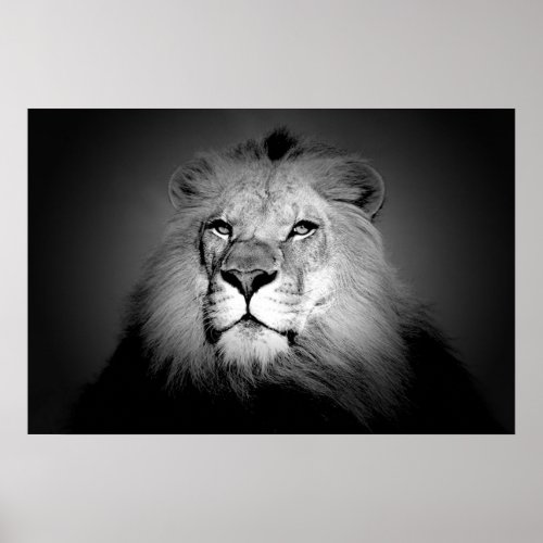 Lion _ Wild Animal Photography Poster