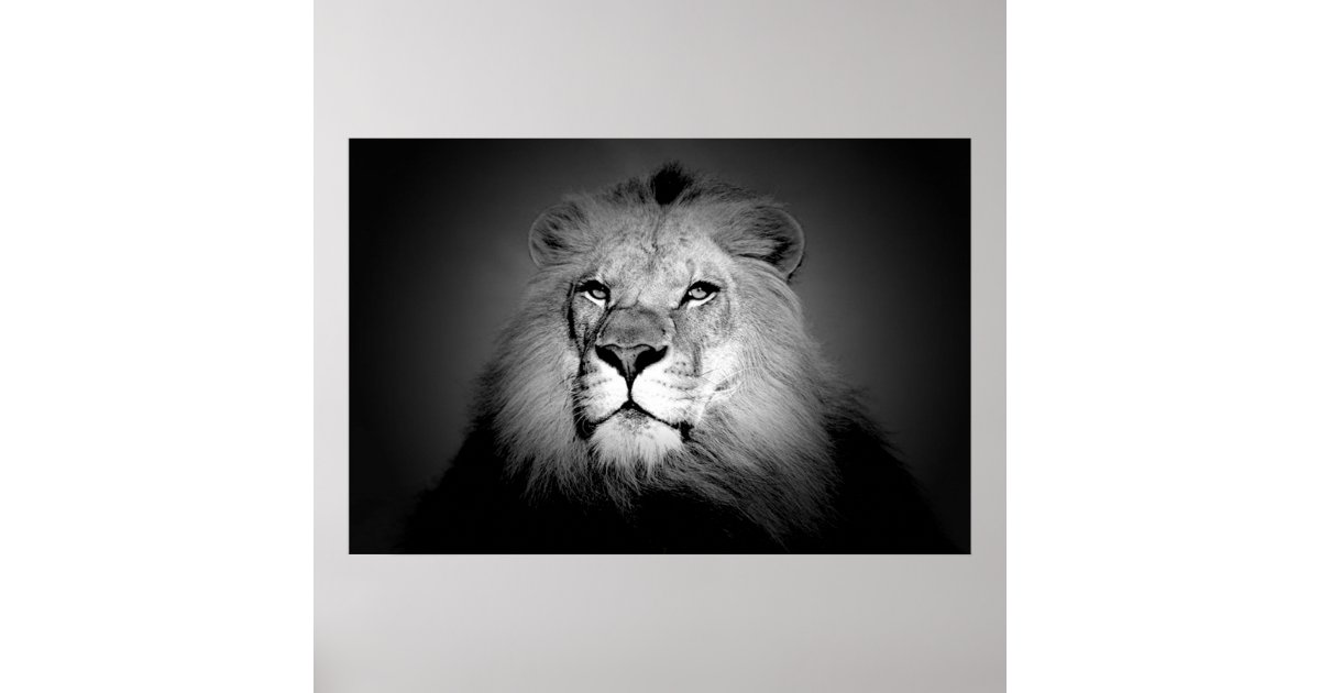 Lion - Wild Animal Photography Poster | Zazzle