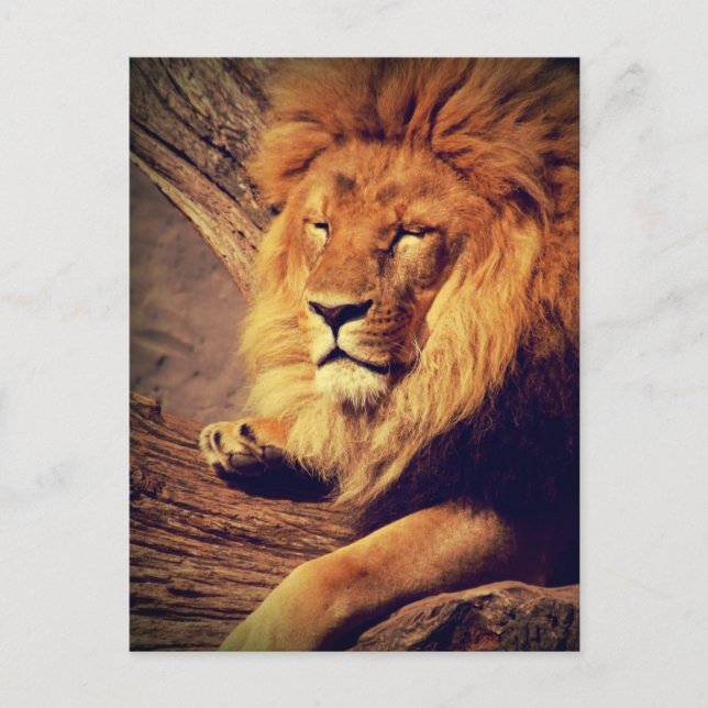 Lion Wildlife Africa Postcard (Front)