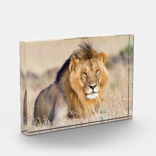 Lion wildlife photography in Africa Photo Block