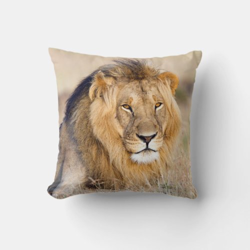 Lion wildlife photography safari animal throw pillow