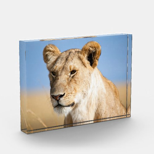 Lion wildlife safari animal portrait  photo block