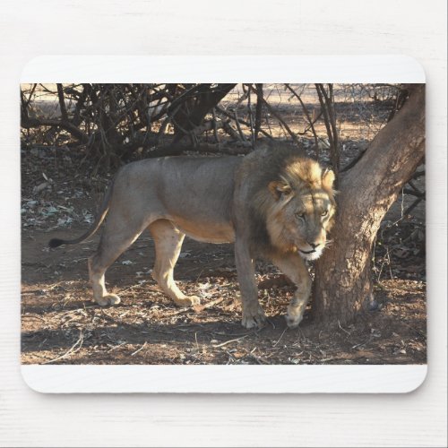 Lion With An Itchy Shoulder Zambia Mouse Pad