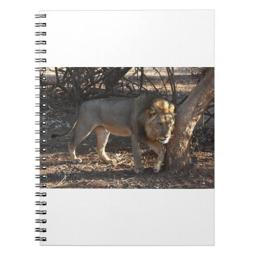 Lion With An Itchy Shoulder Zambia Notebook