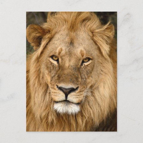 Lion With Great Mane Postcard