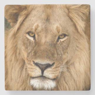 Lion With Great Mane Stone Coaster