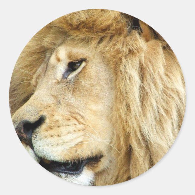Lion with Thick Mane Stickers (Front)