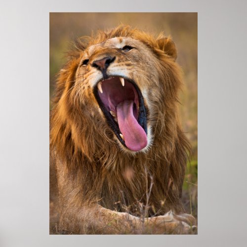 Lion Yawning and Showing Teeth Poster