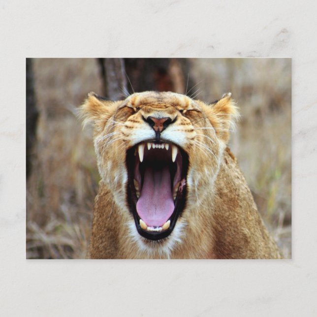 Lion yawning postcard (Front)