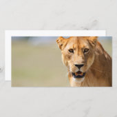 Lioness (Front/Back)