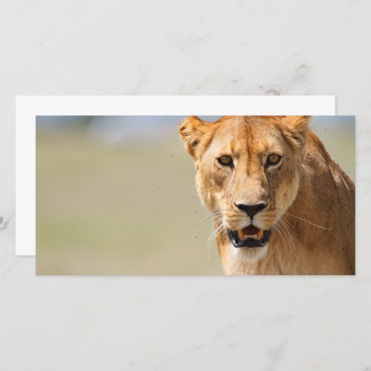 Lioness (Front/Back)