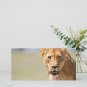 Lioness (Standing Front)