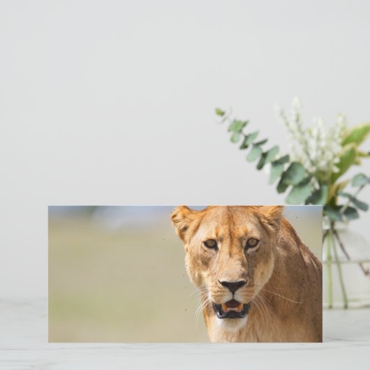 Lioness (Standing Front)