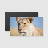 Lioness against blue sky (Front/Back)