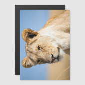 Lioness against blue sky (Front/Back)