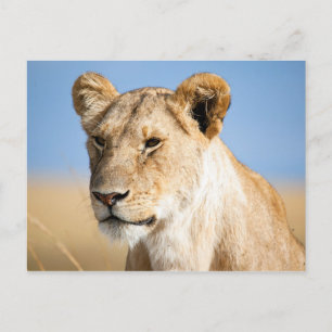 Lioness against blue sky postcard