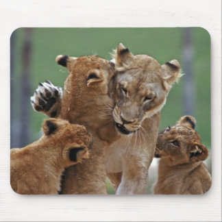 Lioness and 3 Cubs Mousepad