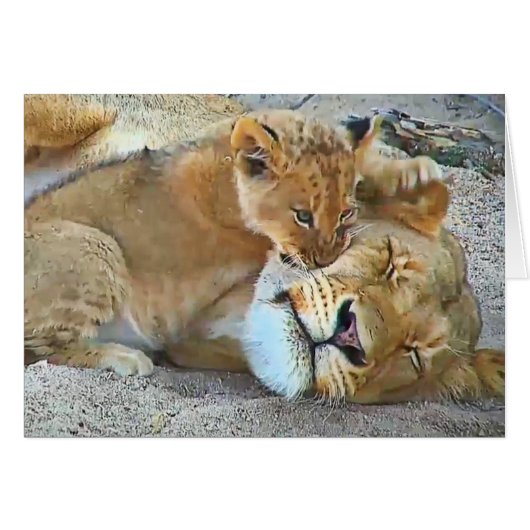 Lioness and cub cards (Front Horizontal)
