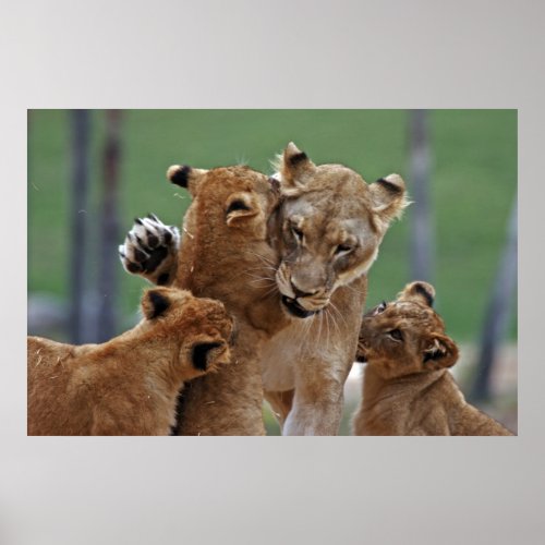 Lioness and Her Cubs Poster