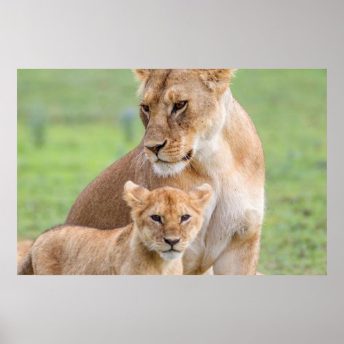 Lioness and Lion Cub Poster