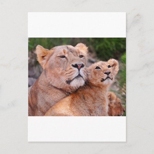 Lioness and Lion Cub Rest Before The Hunt Postcard