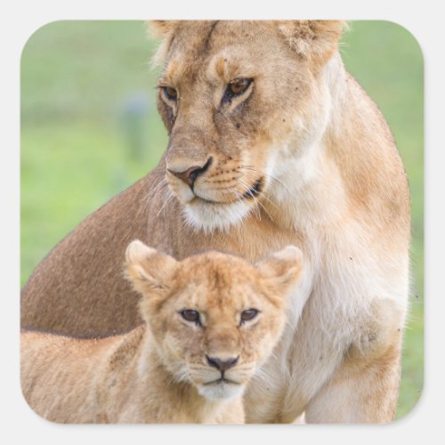 Lioness and Lion Cub Square Sticker