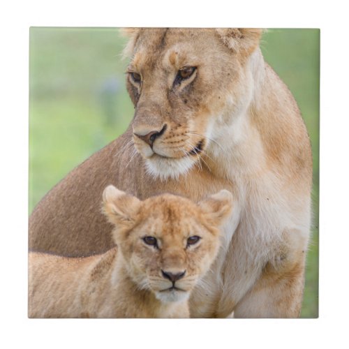 Lioness and Lion Cub Tile