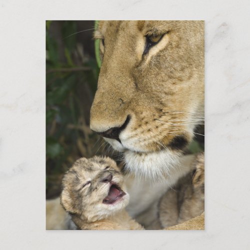 Lioness and Newborn Postcard