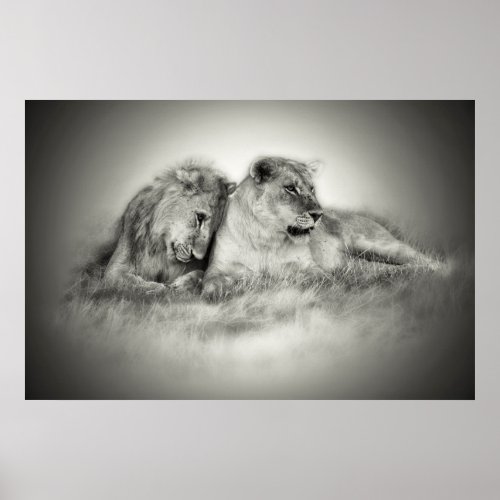 Lioness and son sitting and nuzzlingin Botswana Poster