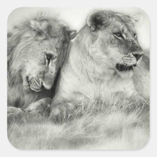 Lioness and son sitting and nuzzlingin Botswana Square Sticker