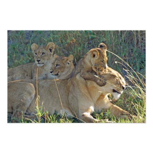 LIONESS AND THREE CUBS PHOTO PRINT