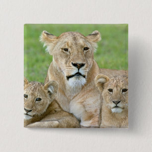 Lioness and Two Cubs, East Africa, Tanzania, Button