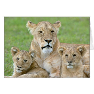 Lioness and Two Cubs, East Africa, Tanzania, Cards