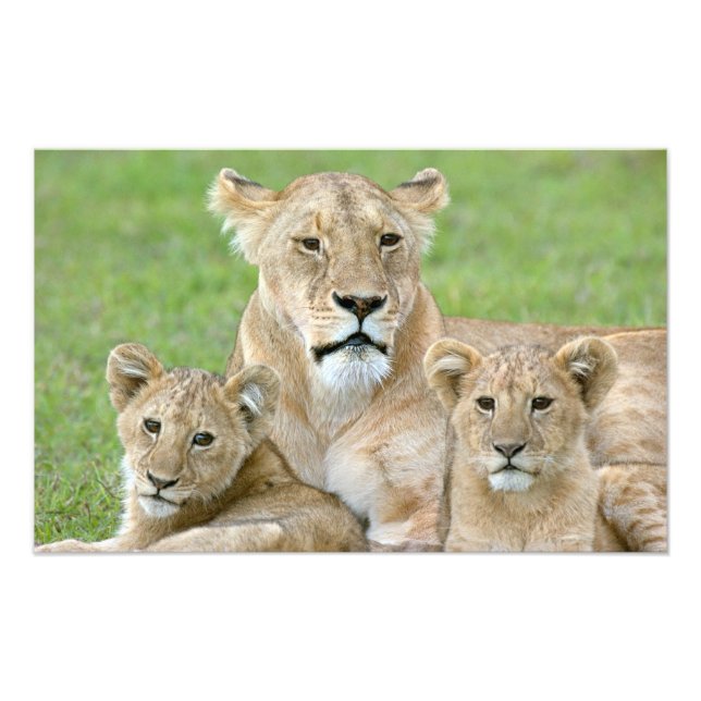 Lioness and Two Cubs, East Africa, Tanzania, Photo Print (Front)