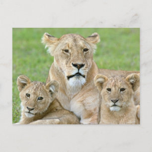 Lioness and Two Cubs, East Africa, Tanzania, Postcard