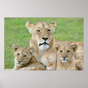 Lioness and Two Cubs, East Africa, Tanzania, Poster