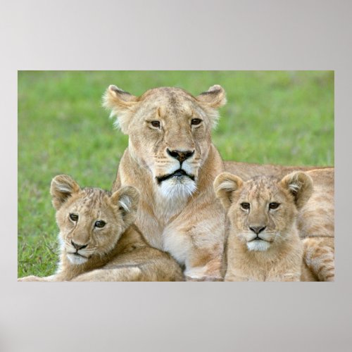 Lioness and Two Cubs East Africa Tanzania Poster