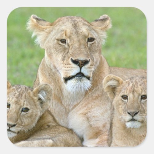 Lioness and Two Cubs East Africa Tanzania Square Sticker